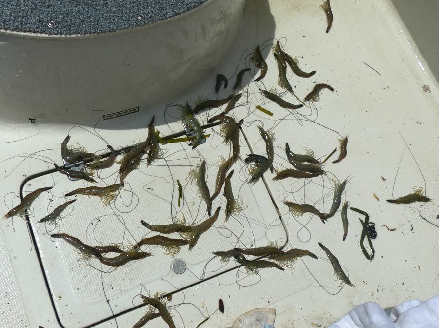 Click to See Next Image